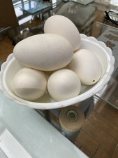 Sterilised Goose Eggs