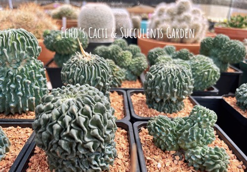 Cactus stenocactus - cactus-,