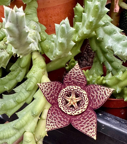 Orbea variegata star flower - star,