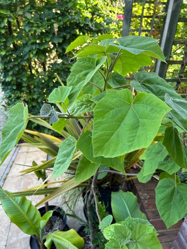 Paulownia shan tong - shan, (hybrid)