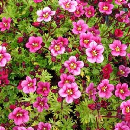 Saxifraga arendsii rose - arendsii, pink'