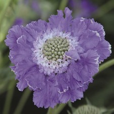 Scabiosa (Pin-Cushion)