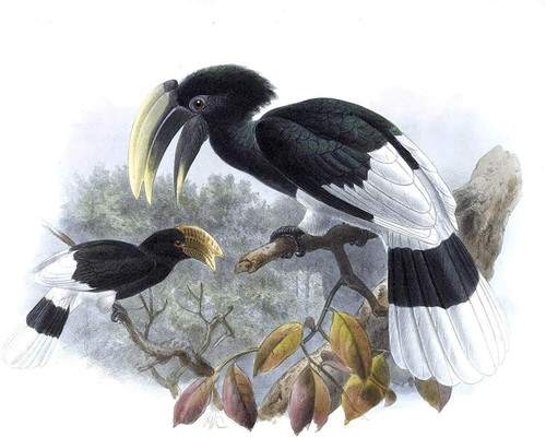 Rhinoceros bird family - rhinoceros,
