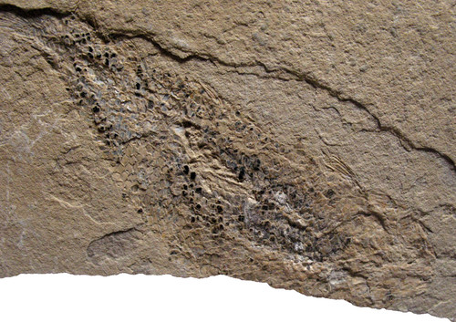 Jurassic fish fossil hulettia - fish,