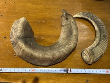 2 X Large Genuine Ram Horns