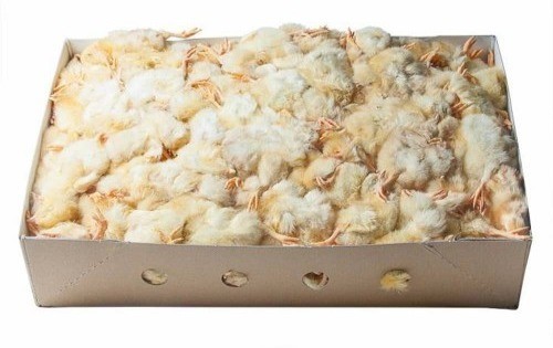 10kg frozen chicks falconry - frozen,
