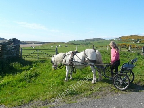 Photo 6x4 pony and trap - pony,