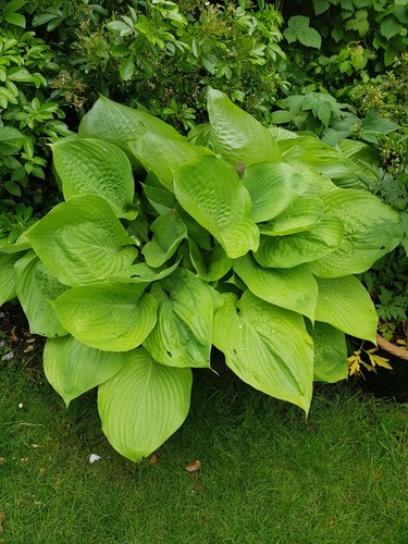 Hosta sum and substance - sum, plant