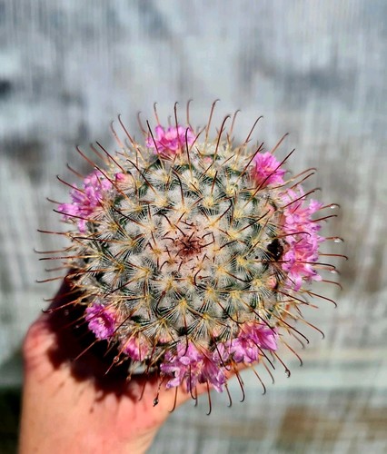 Mammillaria bombycina the - bombycina,