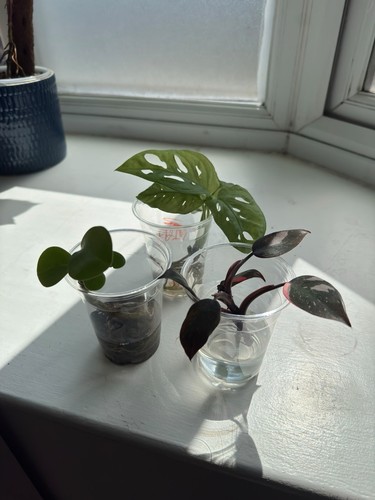 Bundle philodendron pink - b,
