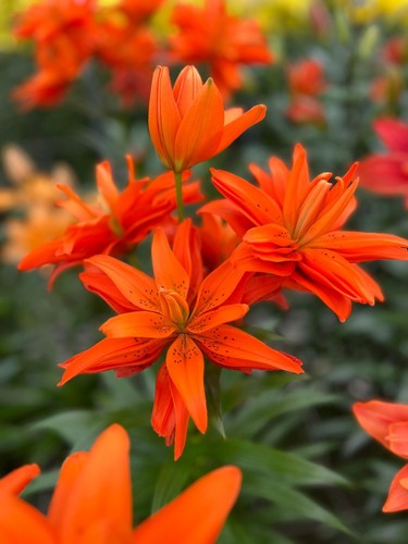 Lilium euro chic - euro,
