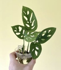 Monstera Adansonii Swiss