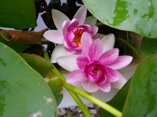 Alba var rubra dwarf - , water