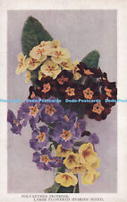 R382864 Polyanthus Primrose Large Flowered Hybrids Mixed The W and S Series