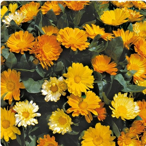 Calendula plants - (dwarf),