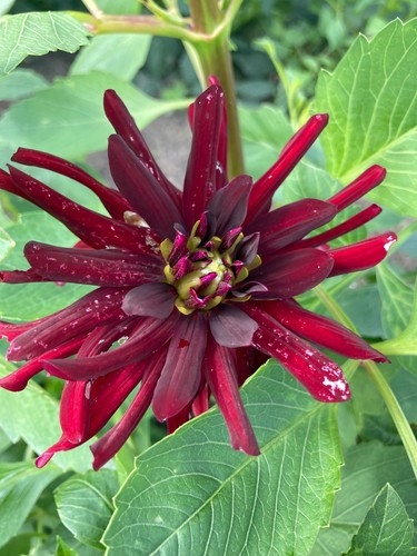 Five dark red dahlia chat - red,