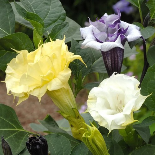 Angel trumpet datura - trumpet, metel