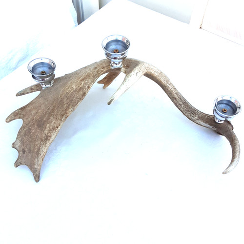 Fallow deer antler - fallow,