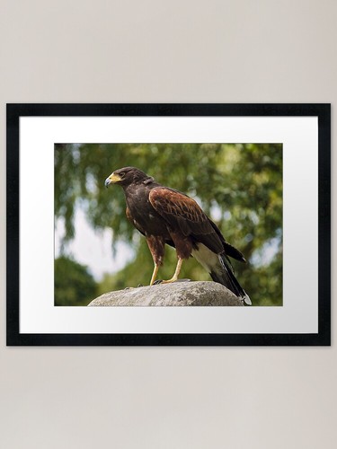 Harris hawk framed - art, print