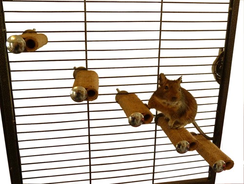 Totally degu steps small - steps,