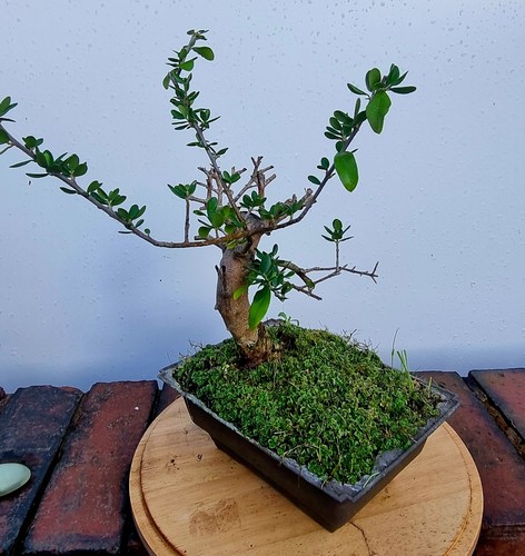 Wild olive bonsai material - olive,