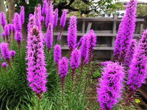 10x liatris spicata violet - 10x,