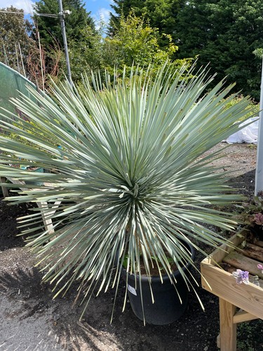 Yucca rostrata litre - rostrata,