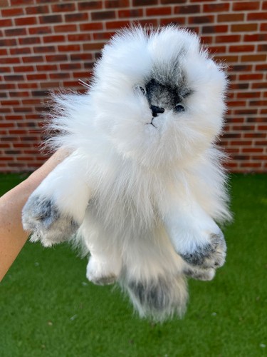 Classic angelhimalayan cat - ty,