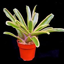 Neoregelia Fire Ball