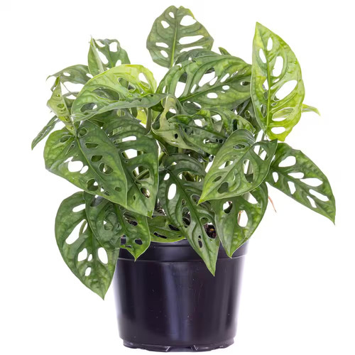 Monstera adansonii swiss - monstera,