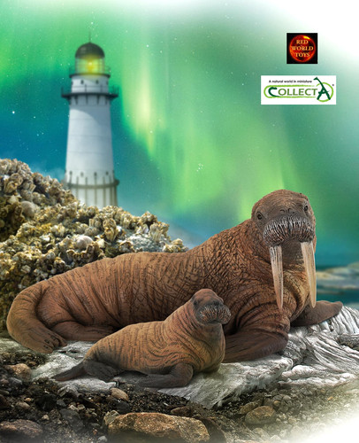 Walrus and calf pair - walrus,