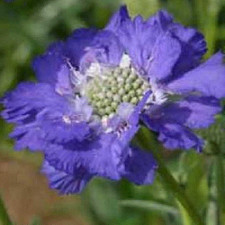 Scabiosa 'Perfecta Blue'