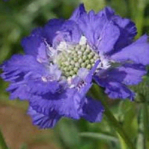 Scabiosa perfecta blue - scabiosa, 'perfecta