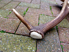 Fallow Deer Antler Stick