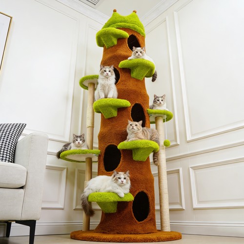 187cm tall cat - cat, indoor