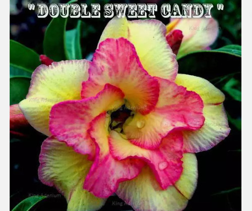 Double sweet candy desert - double,