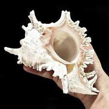 Large Murex white seashell |