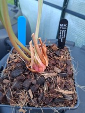 Sarracenia Flava var. Rugelii