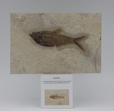 Fossil Knightia Fish Detailed  Eocene Green River Formation Wyoming USA +Stand