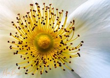 Wall Art " Wil Rose" Australia A3 Print 