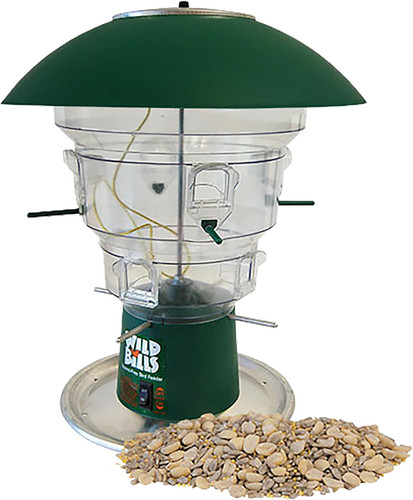 Wild bill port squirrel - port,