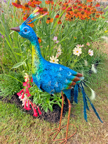 Stunning peacock bird - stunning,