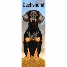 Dachshund Slim Calendar 2026 -