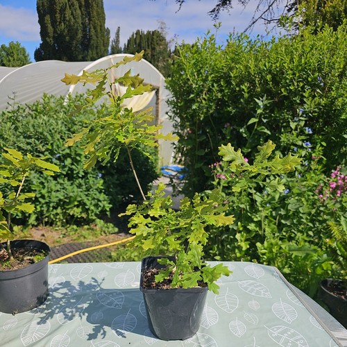 Sessile oak tree - sessile,