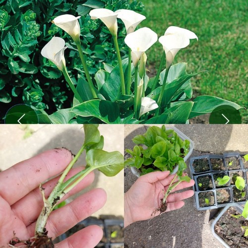 White calla lily symbol - 1x, –