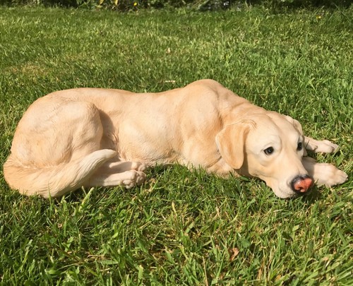 Laying golden labrador - golden,