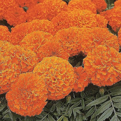 Suttons marigold african - suttons,