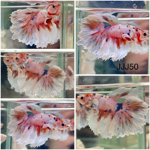 Male betta live - live, jj50
