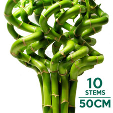 50cm Lucky Bamboo - 10 Spiral