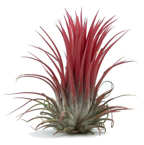 Air plant ionantha - air, rubra